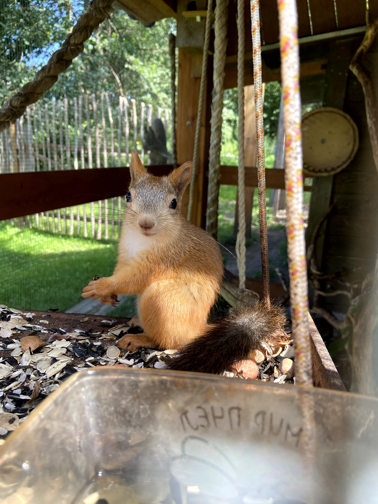 У нас есть белочки на участке!