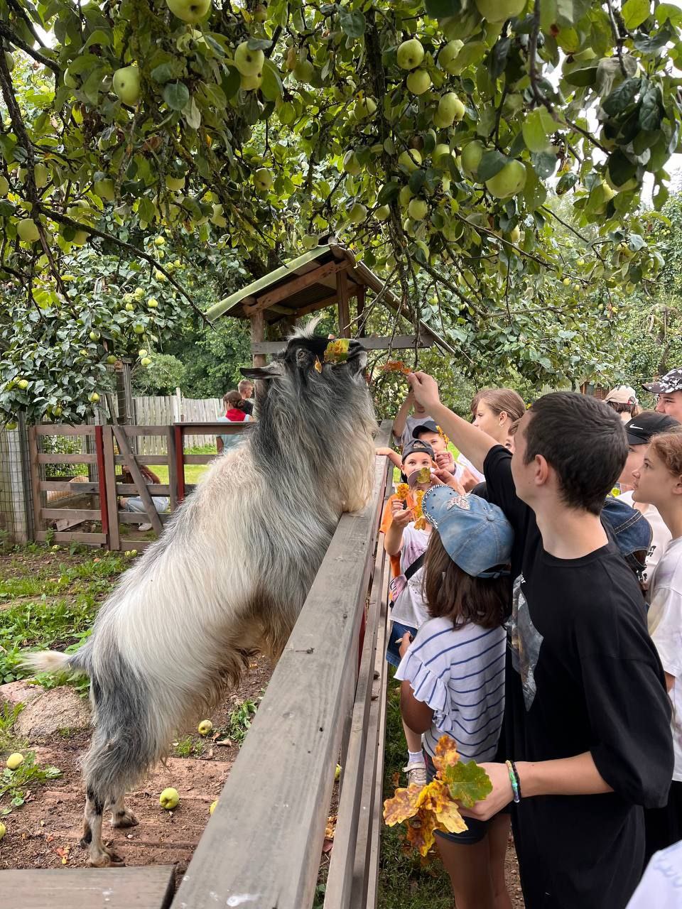 Квест на агроусадьбе